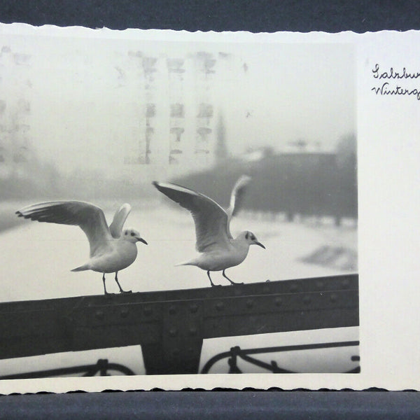 Salzburg Wintergäste Vögel Brücke Fluss Möwen JW 165615