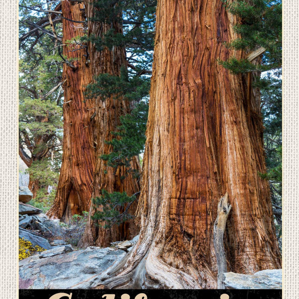 Schild California Kalifornien USA Sequoia Park 12x18 20x30 30x40 Blech/Holz