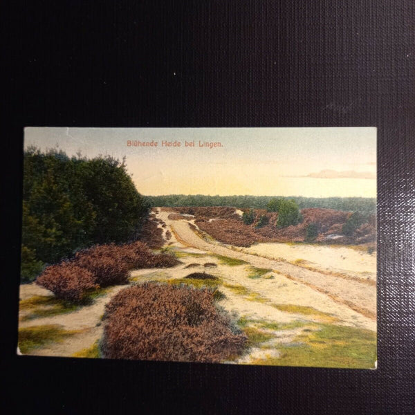 Blühende Heide bei Lingen 400053 gr