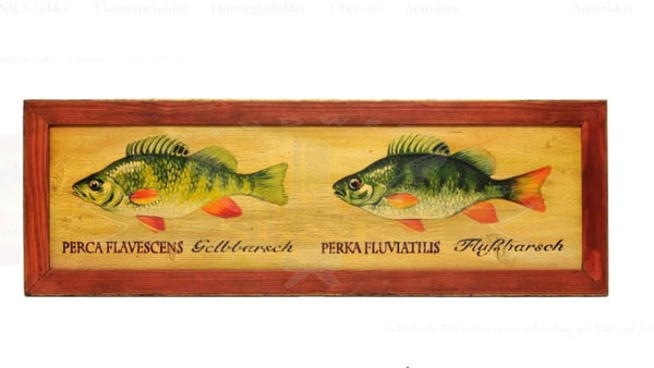 KuK Nostalgie Holzschild Fische Goldbarsch Barsch Flußbarsch (Größe: 14x17)