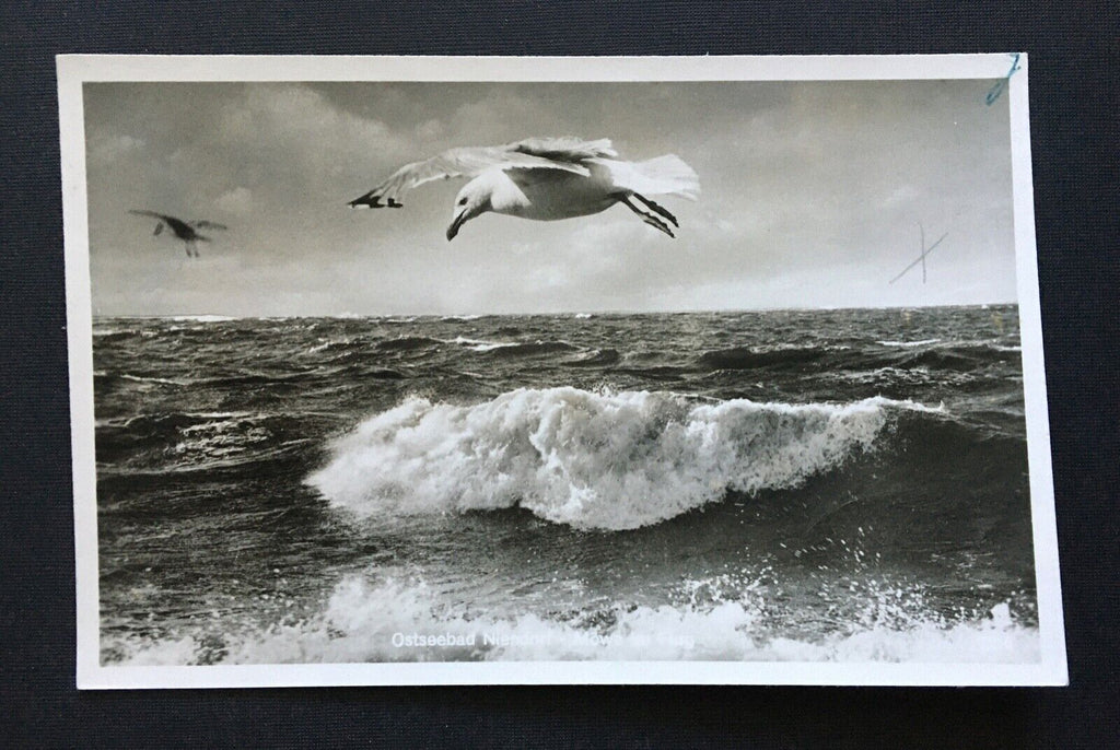 Ostseebad Niendorf Möwe im Flug Welle Schleswig-Holstein Deutschland 4006601 TH