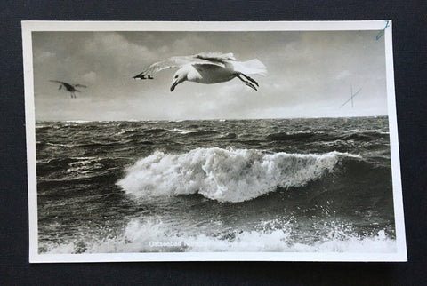 Ostseebad Niendorf Möwe im Flug Welle Schleswig-Holstein Deutschland 4006601 TH