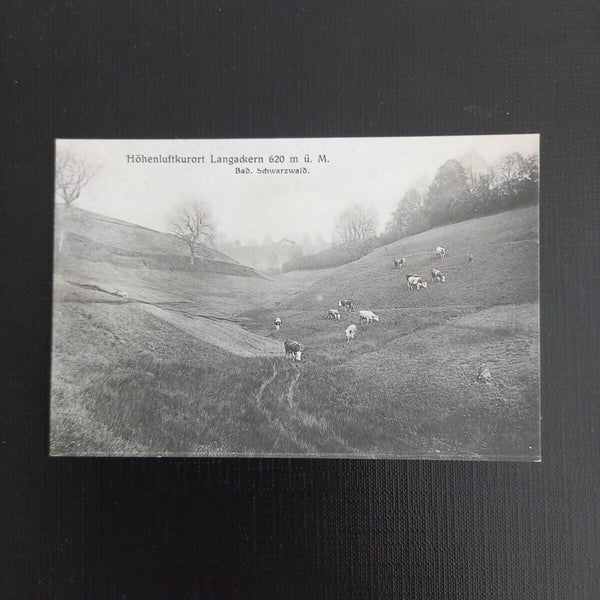Langackern Kühe Kuh Rind 400523 gr A