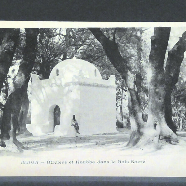 Blidah Oliviers et Koubba dans le bois sacre JW 1974 F