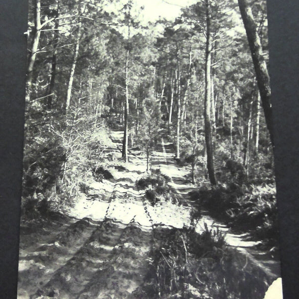Les Beaux sites Landais Chemin forestier Waldweg JW 650329 C