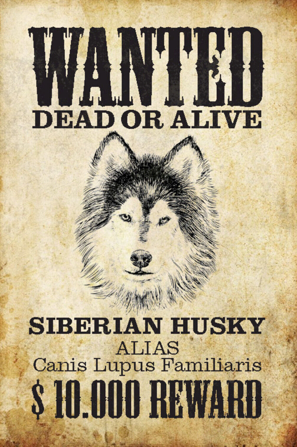 Schild Spruch Wanted Dead or Alive Gesucht Tot Lebend Siberian Husky Hund JW