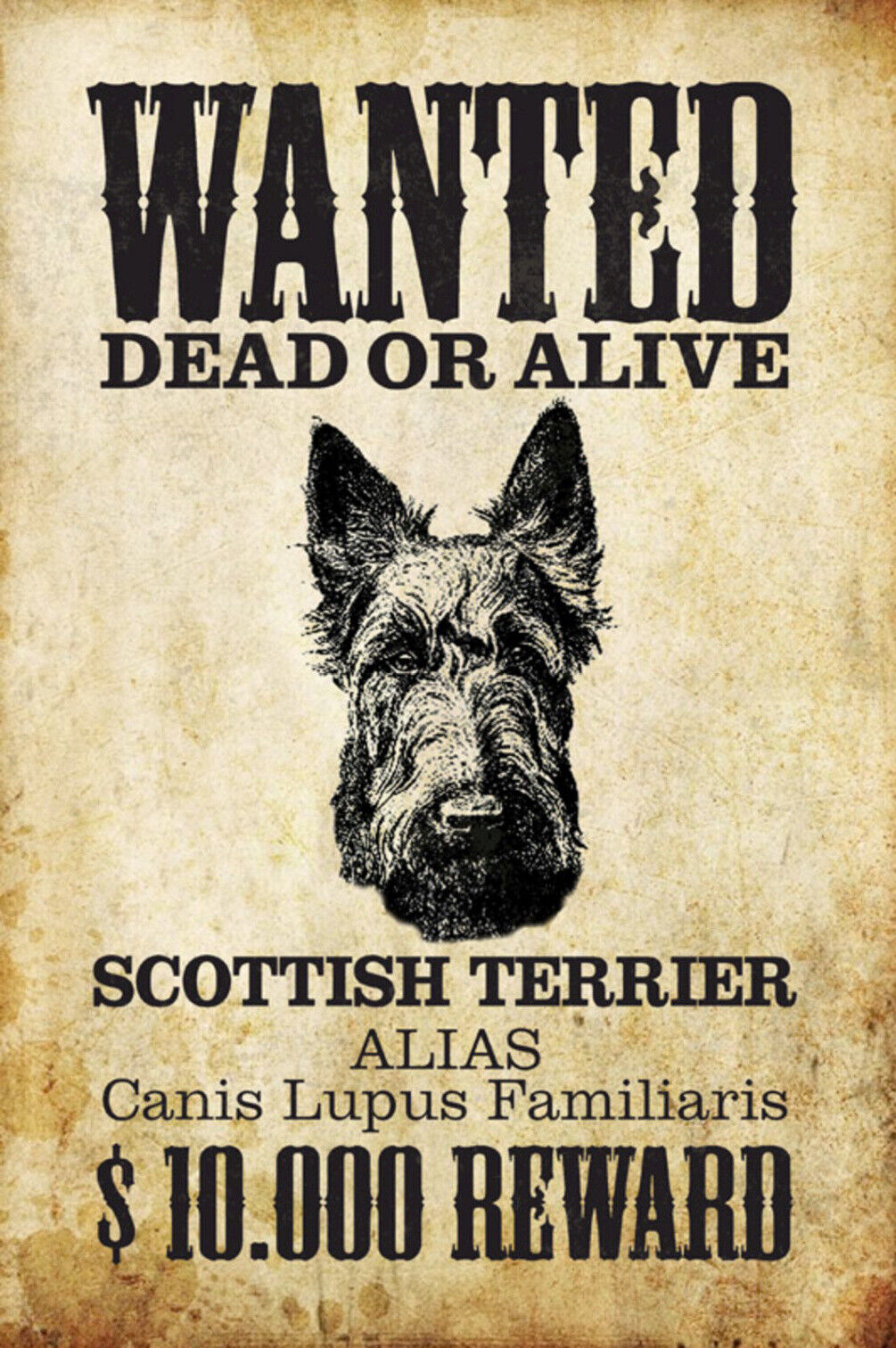 Schild Spruch Wanted Dead of Alive Gesucht Tot Leben Scottish Terrier Hund JW