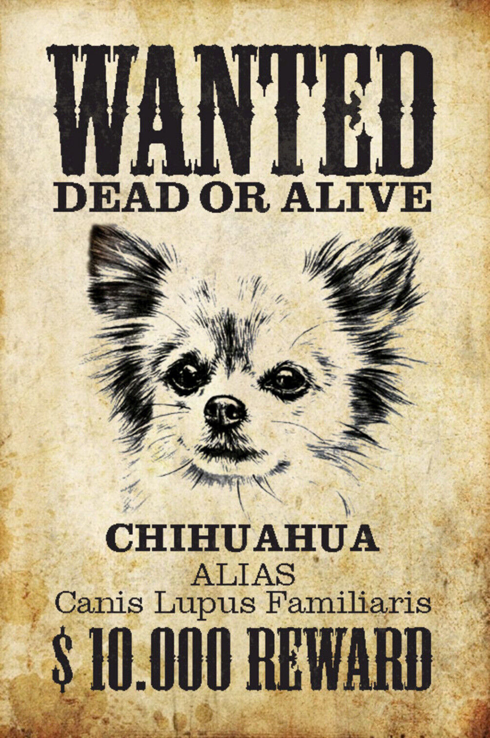 Schild Spruch Wanted Dead or Alive Gesucht Tot Lebend Chihuahua Hund JW