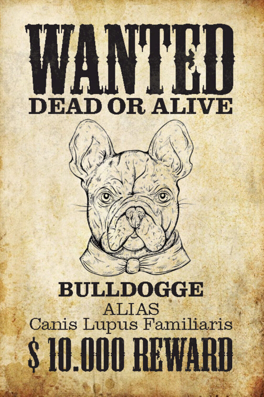 Schild Spruch Wanted Dead or Alive Gesucht Tot Lebend Bulldogge Hund JW