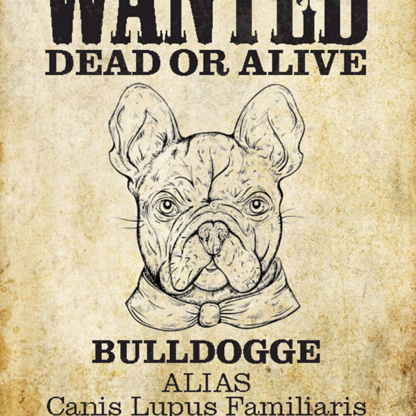 Schild Spruch Wanted Dead or Alive Gesucht Tot Lebend Bulldogge Hund JW
