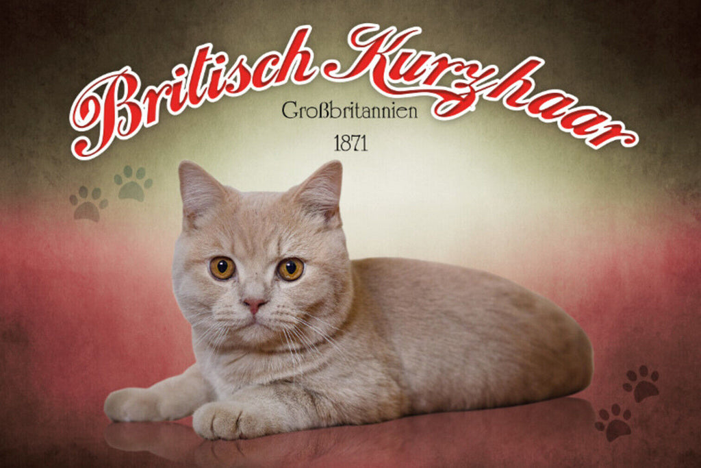 Schild Spruch Britisch Kurzhaar Katze Großbritannien 1871 JW