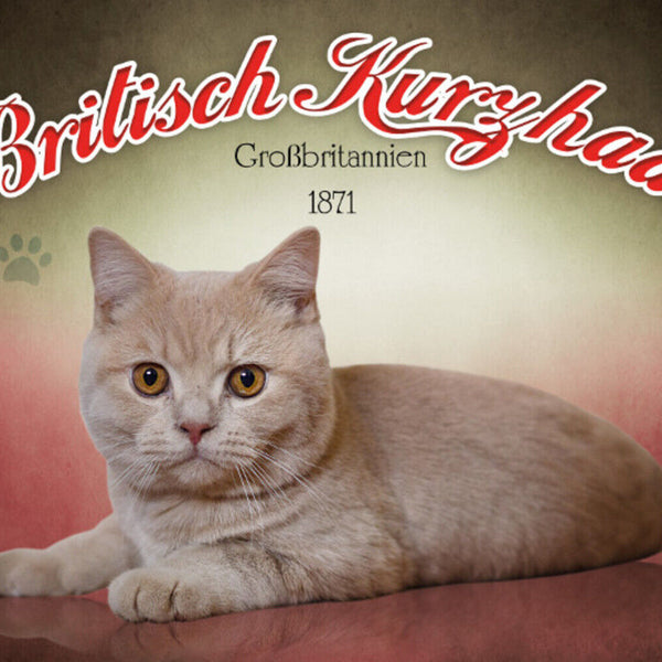 Schild Spruch Britisch Kurzhaar Katze Großbritannien 1871 JW