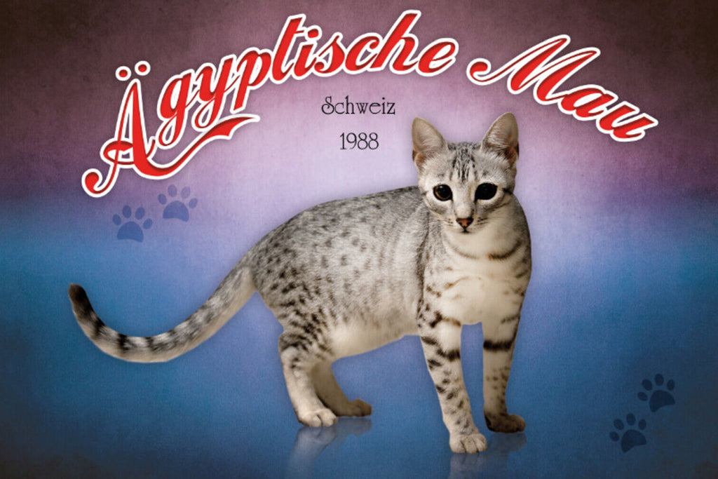 Schild Spruch Ägyptische Mau Katze Schweiz 1988 JW