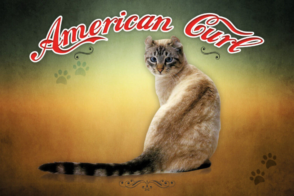 Schild Spruch American Curl Katze JW