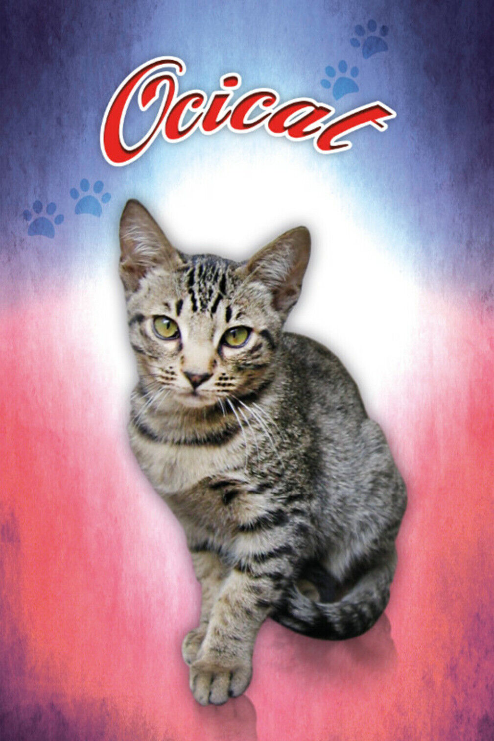 Schild Spruch Ocicat Katze JW