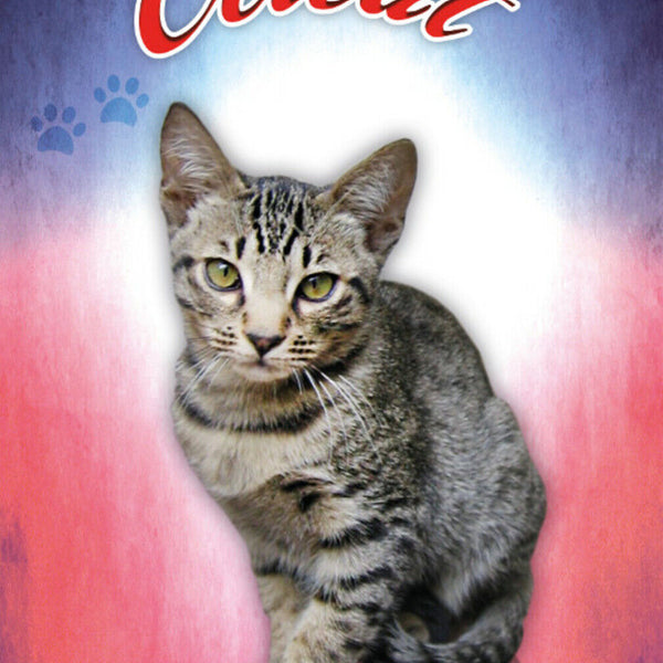 Schild Spruch Ocicat Katze JW