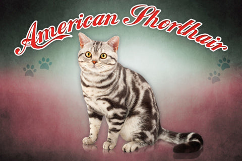 Schild Spruch American Shorthair Katze JW
