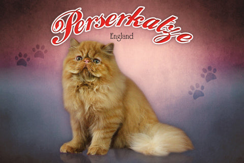 Schild Spruch Perserkatze England JW