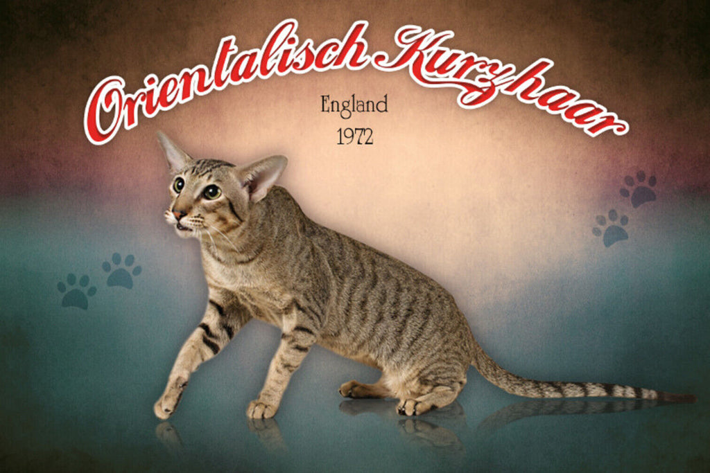 Schild Spruch Orientalische Kurzhaar Katze England 1972 JW