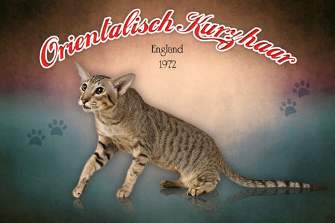 Schild Spruch Orientalische Kurzhaar Katze England 1972 JW