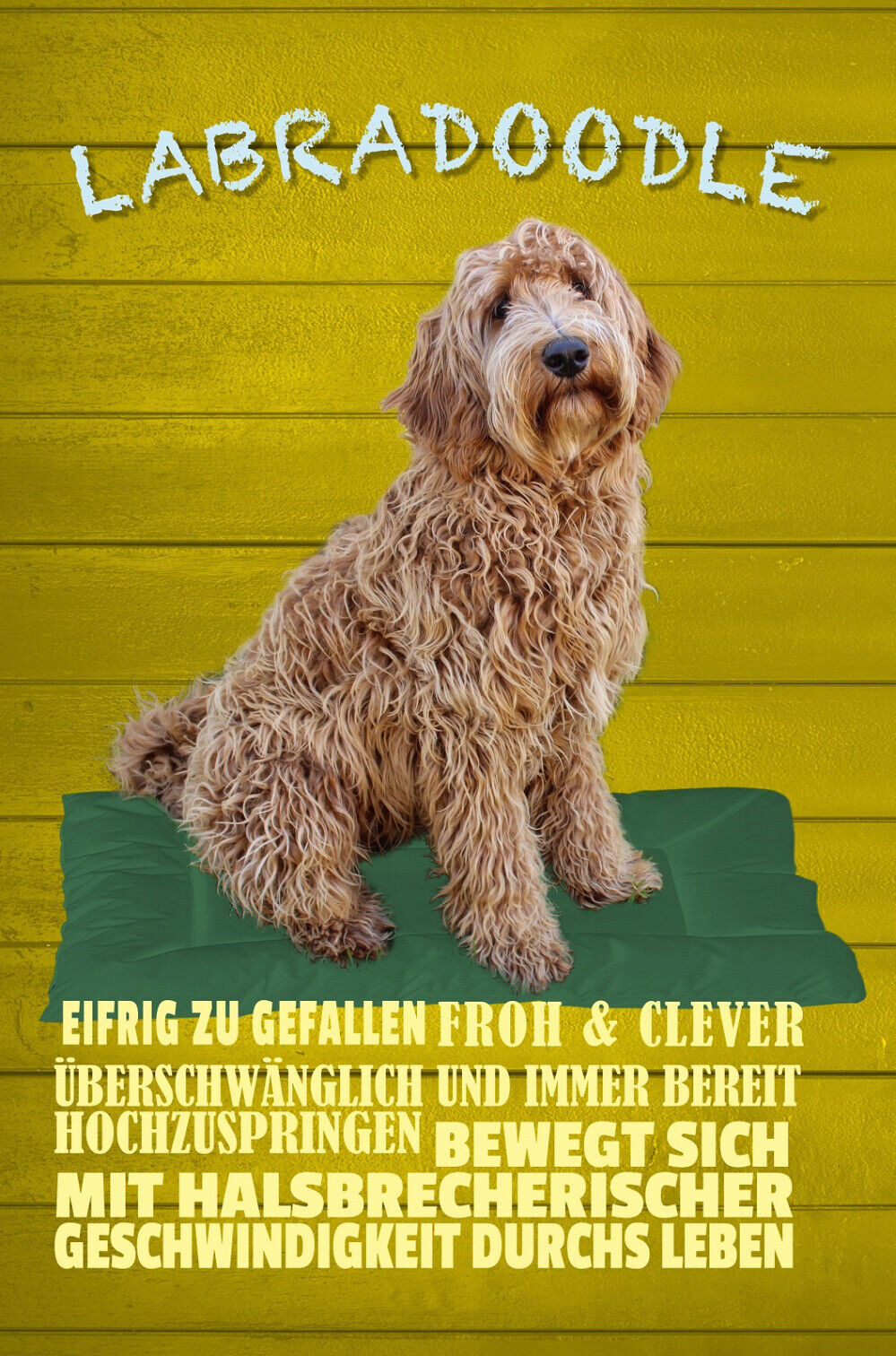 Schild Spruch Labradoodle Steckbrief Überschwenglich Clever Hund JW
