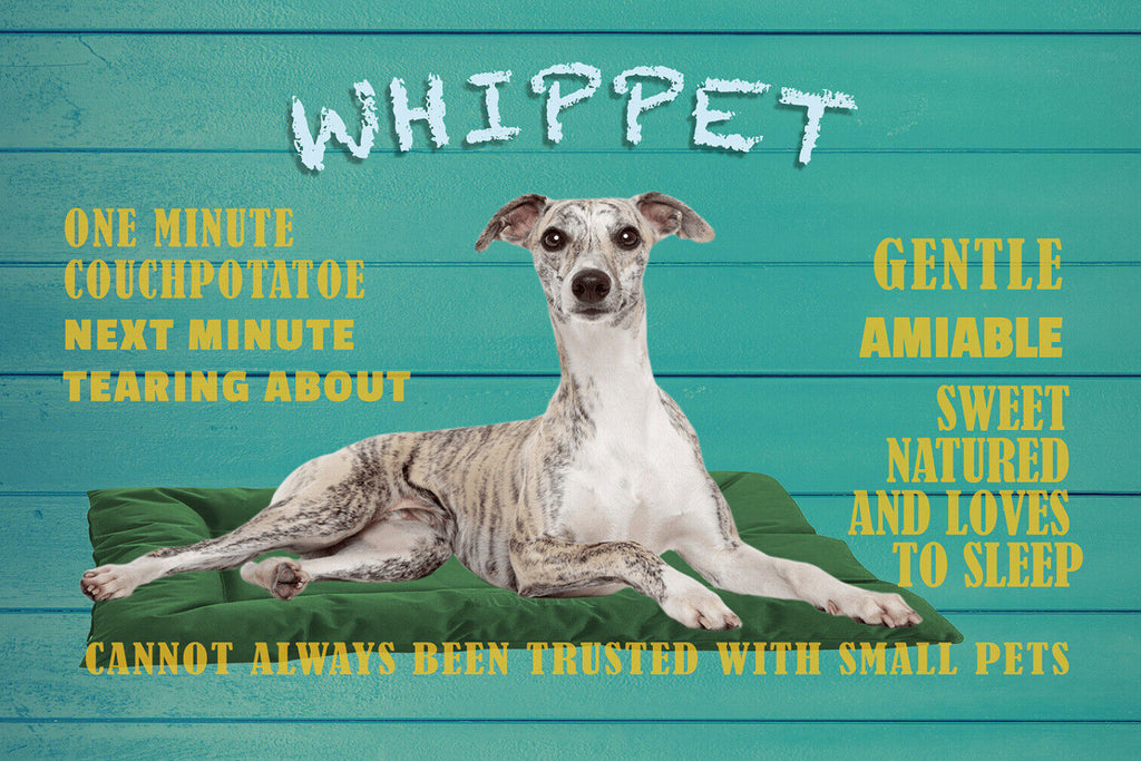 Schild Spruch Whippet Steckbrief Gentle Amiable Nett Freundlich Hund JW