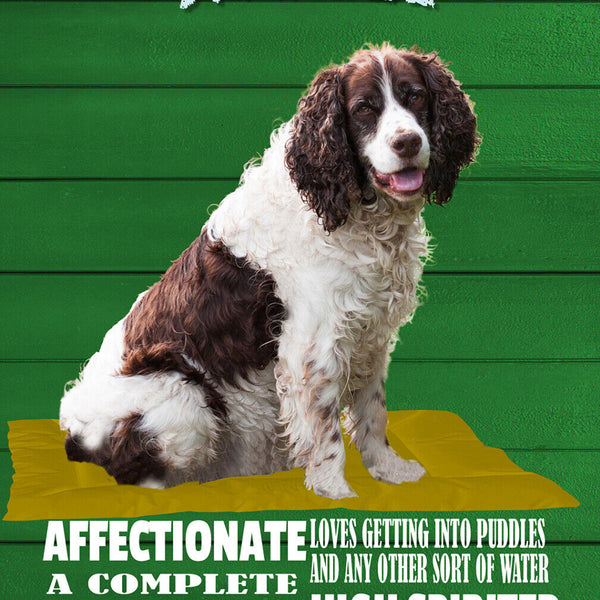 Schild Spruch Springer Spaniel Steckbrief Friendly to children Hund JW