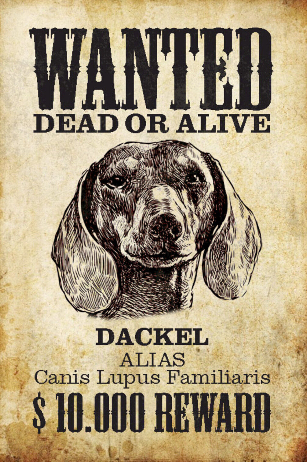 Schild Spruch Wanted Dead or Alive Gesucht Tot Lebend Dackel Hund JW