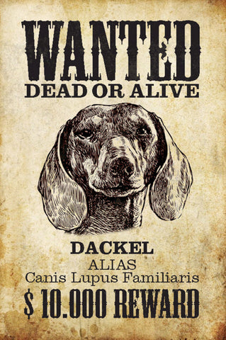 Schild Spruch Wanted Dead or Alive Gesucht Tot Lebend Dackel Hund JW
