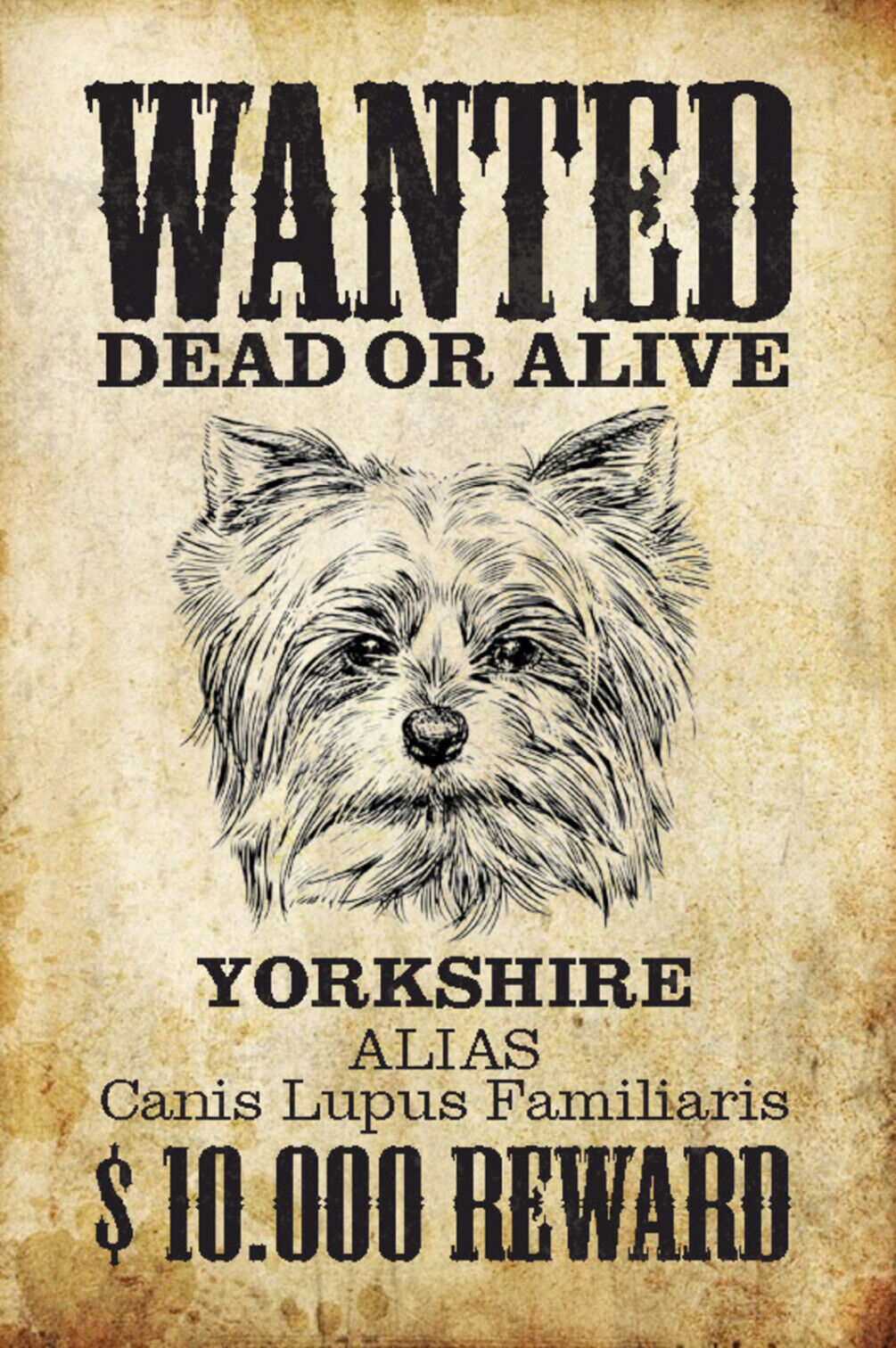 Schild Spruch Wanted Dead or Alive Gesucht Tot Lebend Yorkshire Hund JW
