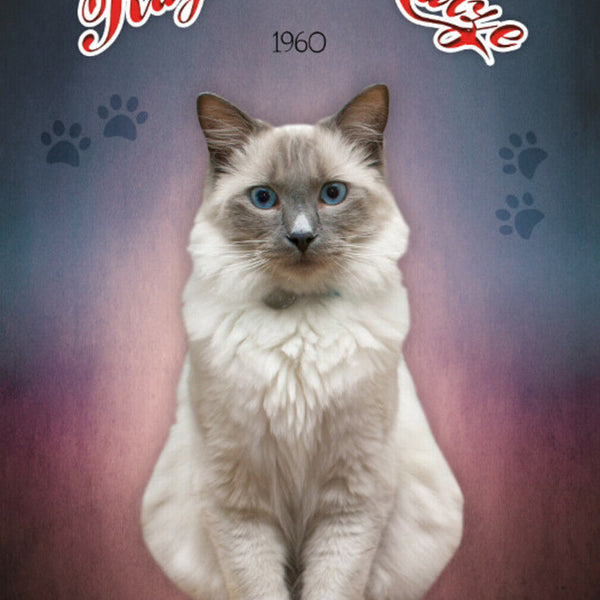 Schild Spruch Ragdoll Katze 1960 JW