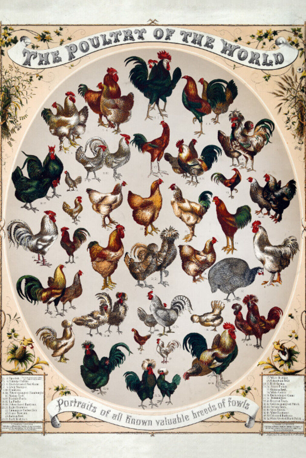 Schild Spruch The Poultry of the World Die Geflügelarten der Welt JW