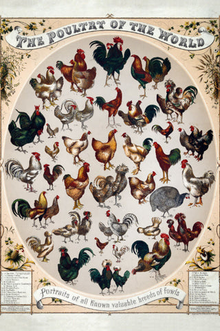 Schild Spruch The Poultry of the World Die Geflügelarten der Welt JW