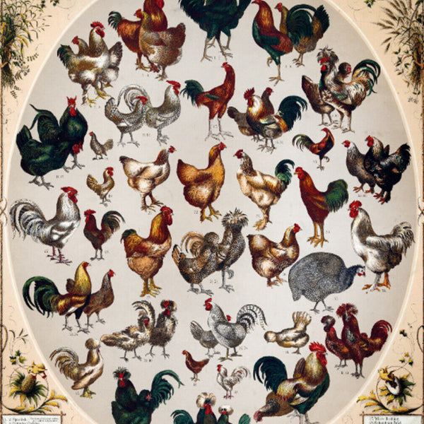 Schild Spruch The Poultry of the World Die Geflügelarten der Welt JW