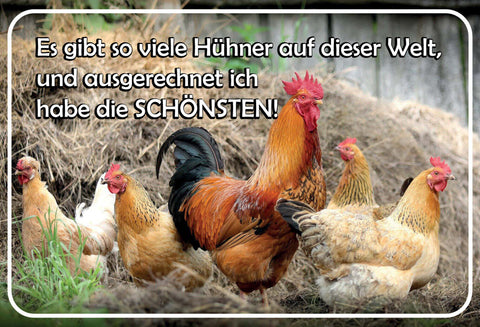 Schild Spruch Gibt so viele Hühner auf der Welt ausgerechnit ich schönsten JW