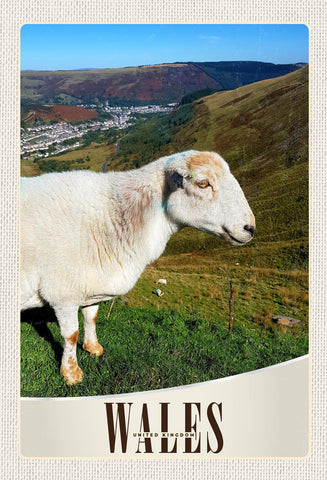 Schild Spruch Wales United Kingdom Vereinigtes Königreich Schaf Hügel JW