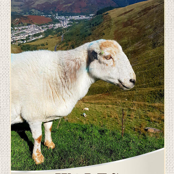 Schild Spruch Wales United Kingdom Vereinigtes Königreich Schaf Hügel JW