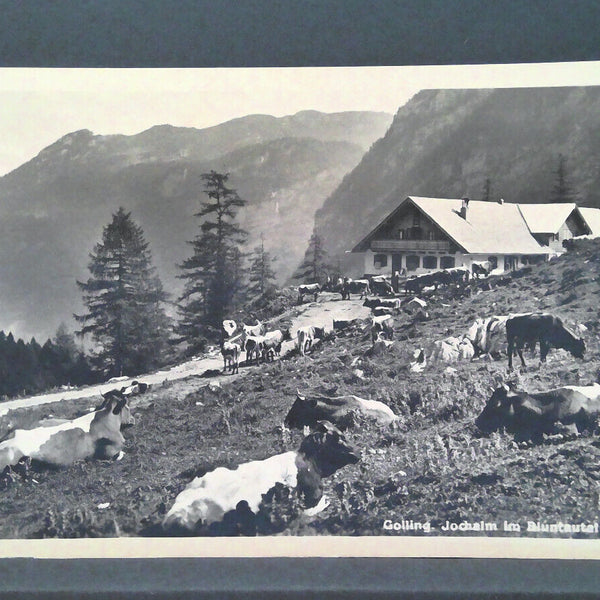 Golling Jochalm im Bluntautal Kühe JW 500286 C