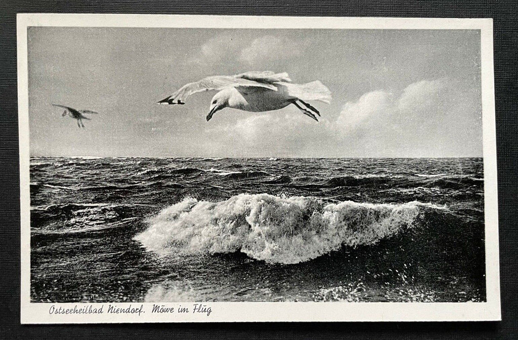 Ostseeheilbad Niendorf Möwe im Flug Welle SchleswigHolstein Deutschland 401086 A