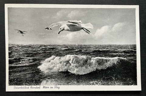 Ostseeheilbad Niendorf Möwe im Flug Welle SchleswigHolstein Deutschland 401086 A