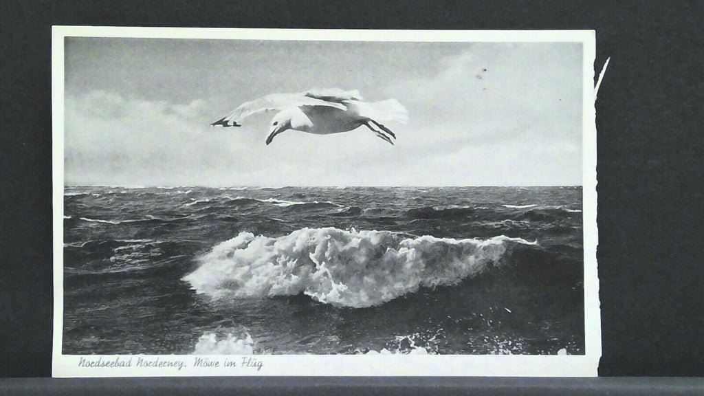 Nordseebad Norderney Möwe im Flug Meer JW 400995 F