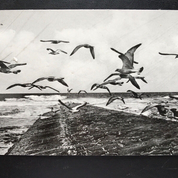 Nordseeheilbad Norderney - An der Buhne - Seevögel 180145 TH