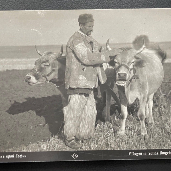 Pflugen Sofia Umgebung Ochse Kuh Bauer Feld Tracht Farm Bulgarien 600101A TH D