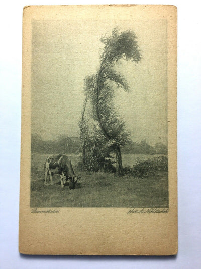 Baumstudie (A. Niklitschek) - Kuh auf Wiese bei Baum - Künstlerkarte 50015 TH