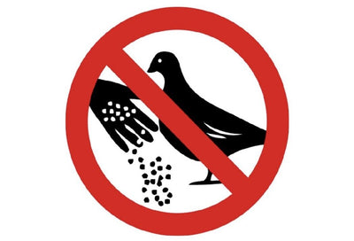 Schild  Füttern verboten Tauben Vögel 12x18/20x30/30x40 Blech oder Holz